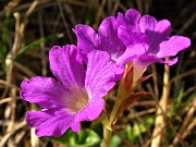 21 Primula glaucescens (Primula di Lombardia)